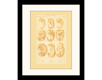 Mammal Embryos Print