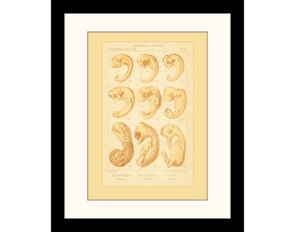 Reptile Embryos Print