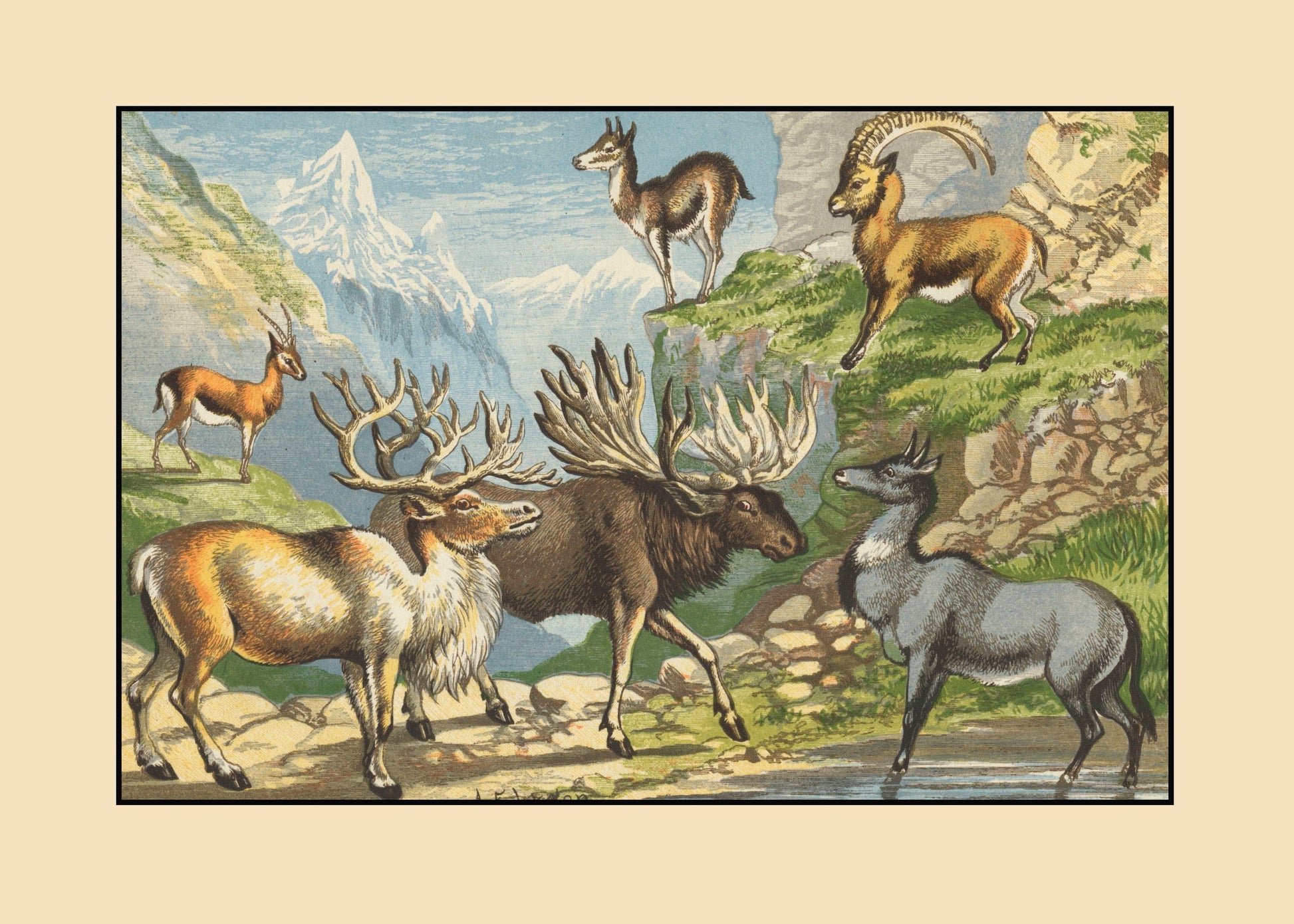 Gazelle, Reindeer, Elk, Chamois, Ibex, Nylghau Print – antique art print from Ninska Designs