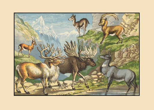 Gazelle, Reindeer, Elk, Chamois, Ibex, Nylghau Print – antique art print from Ninska Designs