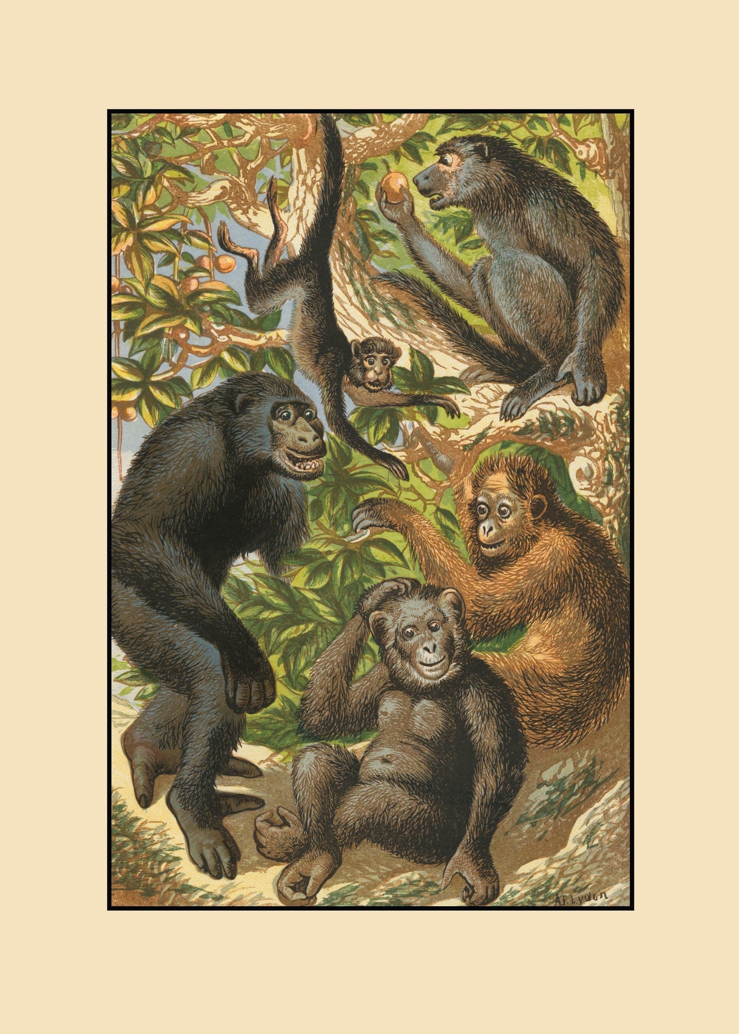 Gorilla, Quata, Chimpanzee, Orangutan, Baboon  Print – antique art print from Ninska Designs