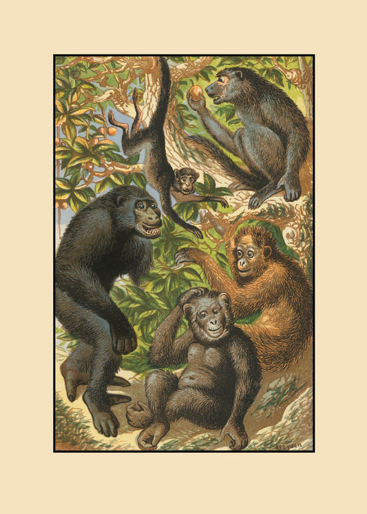 Gorilla, Quata, Chimpanzee, Orangutan, Baboon  Print – antique art print from Ninska Designs