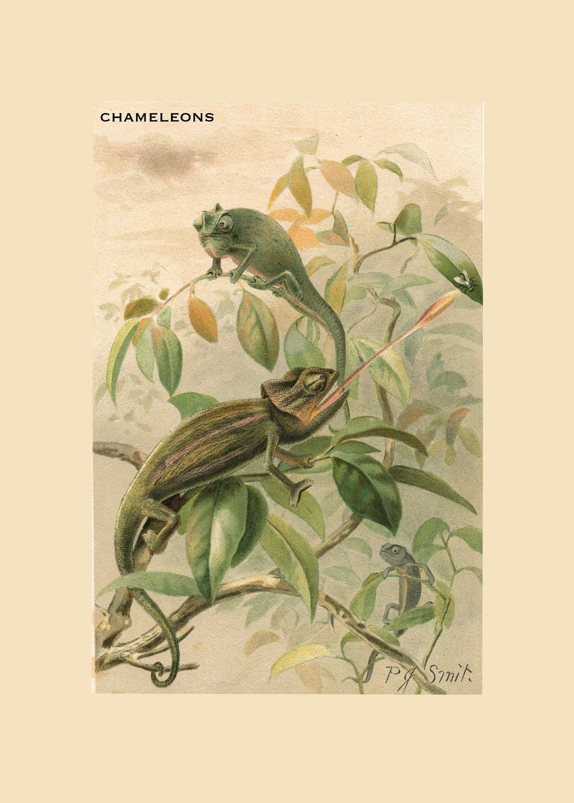 Chameleons Print – antique art print from Ninska Designs