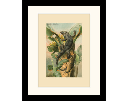 Black Iguana Print