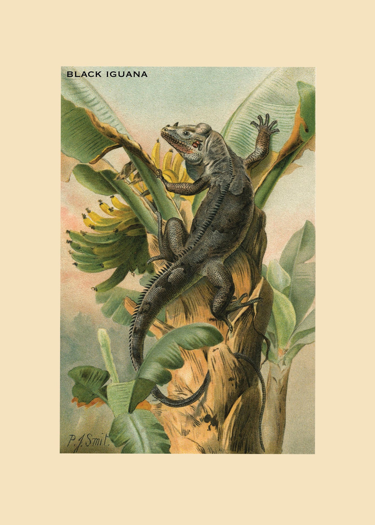 Black Iguana Print – antique art print from Ninska Designs