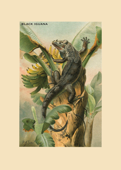 Black Iguana Print – antique art print from Ninska Designs