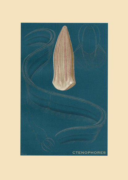 Ctenophores Print – antique art print from Ninska Designs