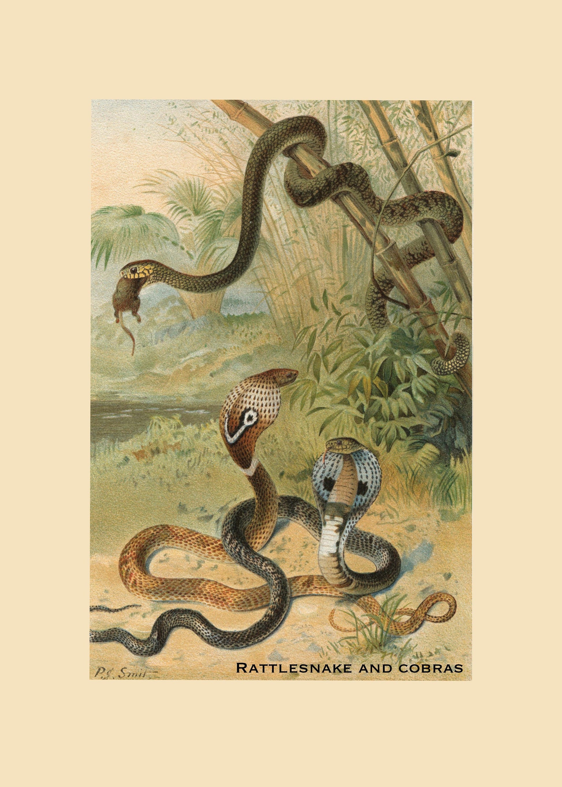 Rattlesnake and Cobras Print – antique art print from Ninska Designs