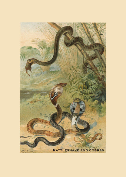 Rattlesnake and Cobras Print – antique art print from Ninska Designs