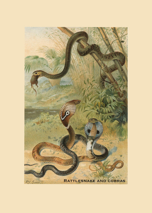 Rattlesnake and Cobras Print – antique art print from Ninska Designs