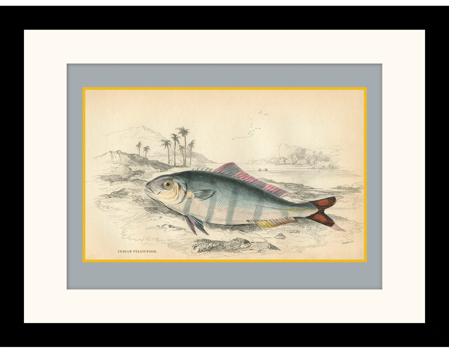 Indian Pilot Fish Print