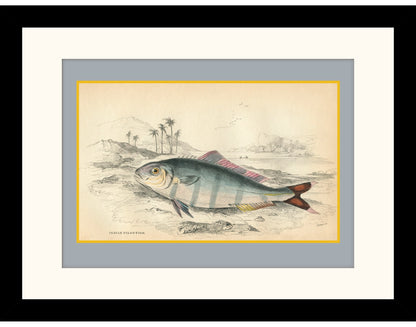Indian Pilot Fish Print