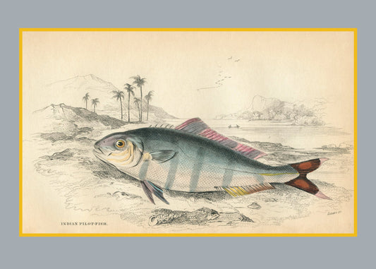 Indian Pilot Fish Print – antique art print from Ninska Designs