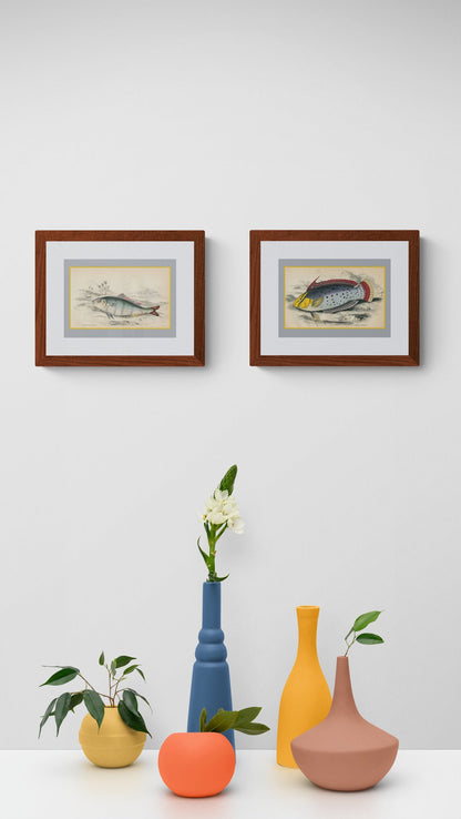 Indian Pilot Fish Print