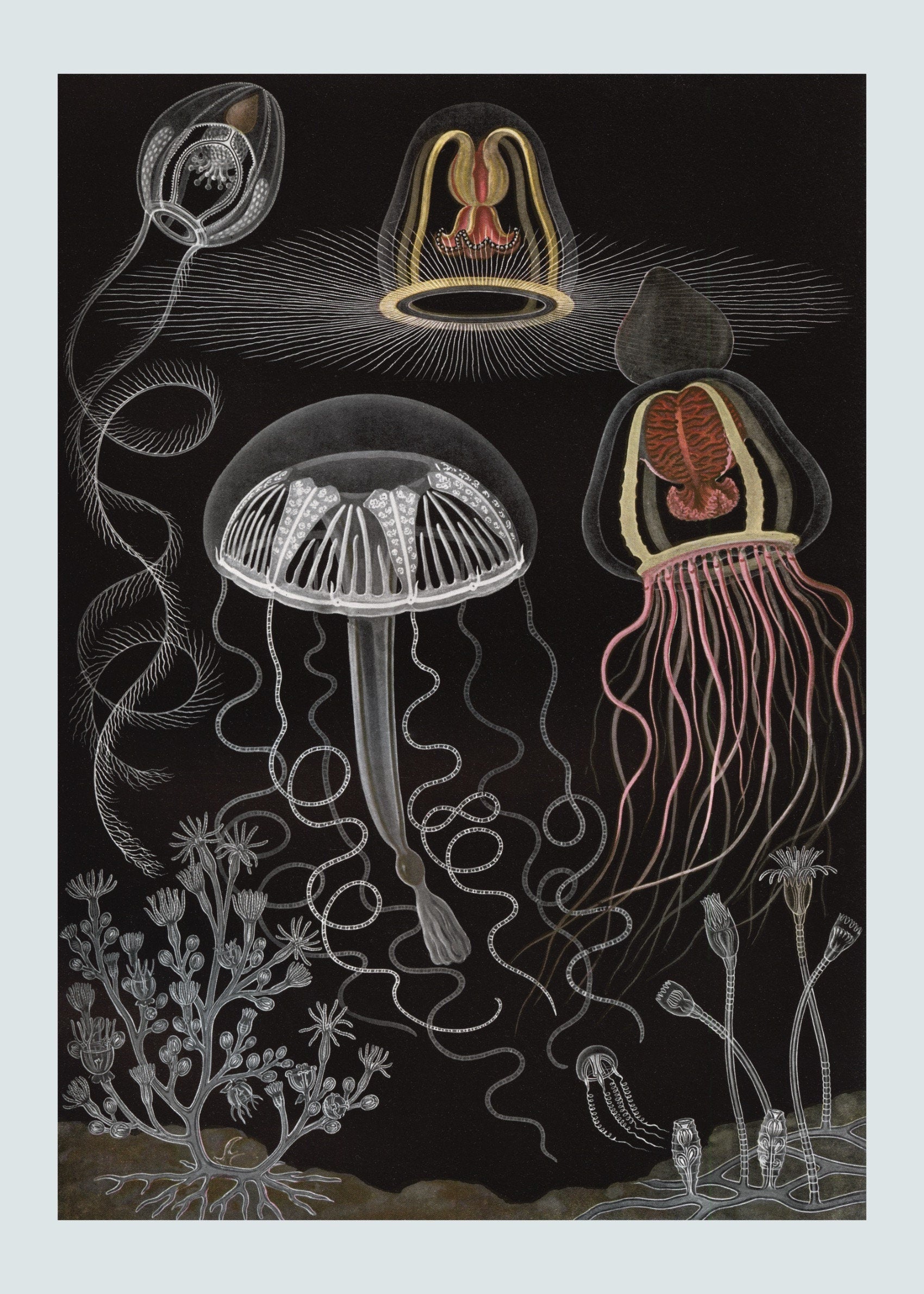 Hydrozoa Print – antique art print from Ninska Designs