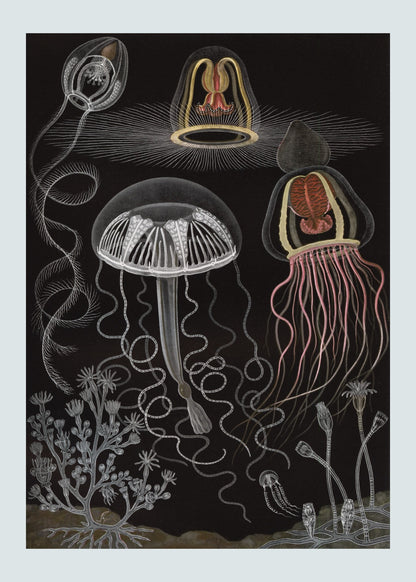Hydrozoa Print – antique art print from Ninska Designs