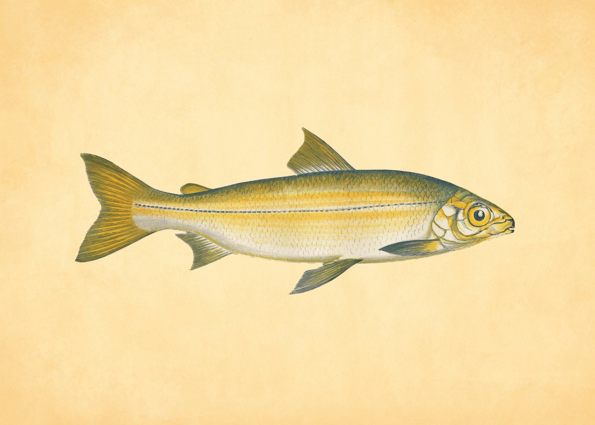 Powan Fish Print – antique art print from Ninska Designs