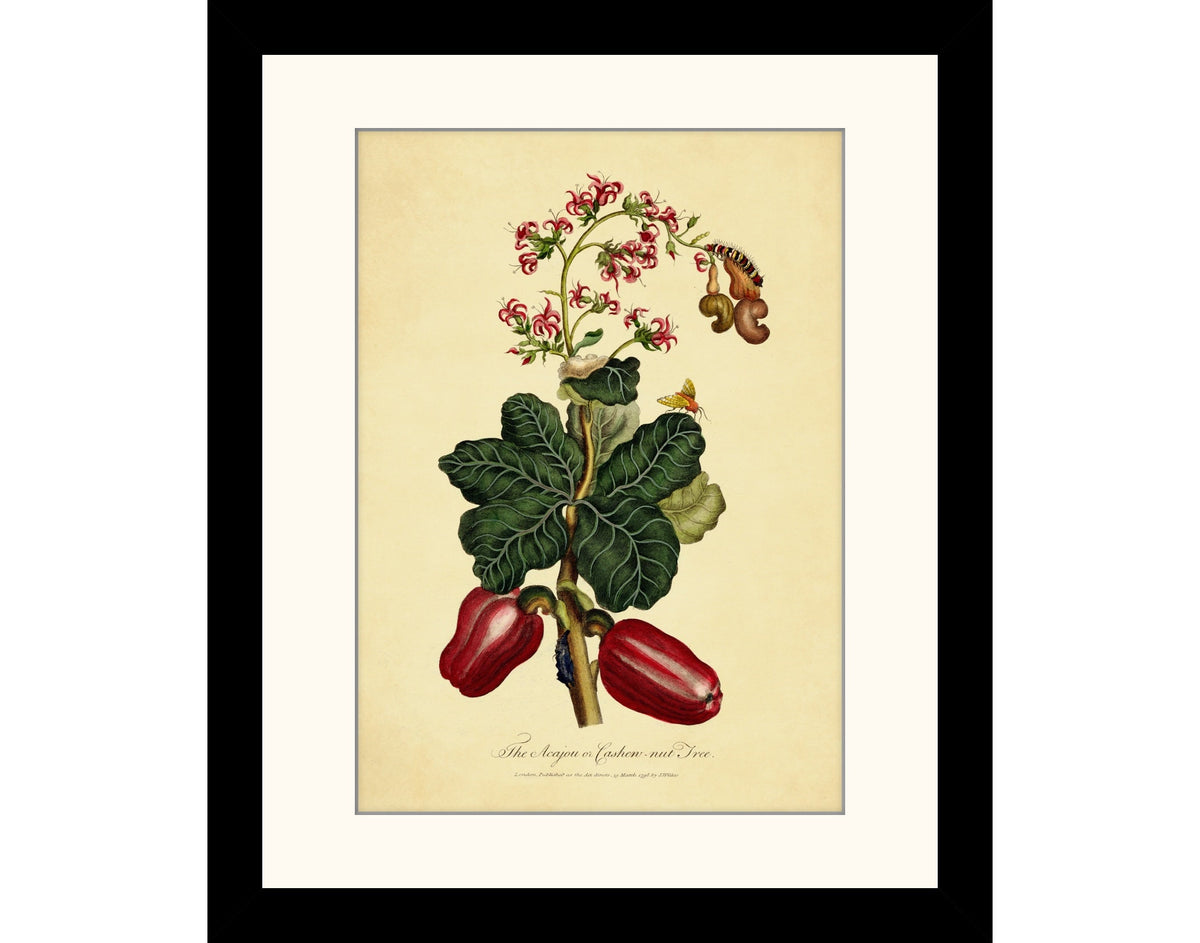 The Acajou or Cashew Nut Tree Print