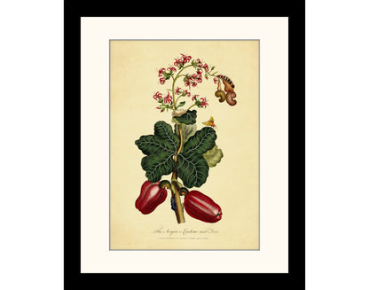 The Acajou or Cashew Nut Tree Print