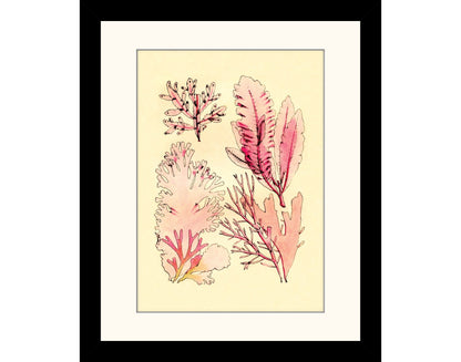 Seaweed Antique Reproduction