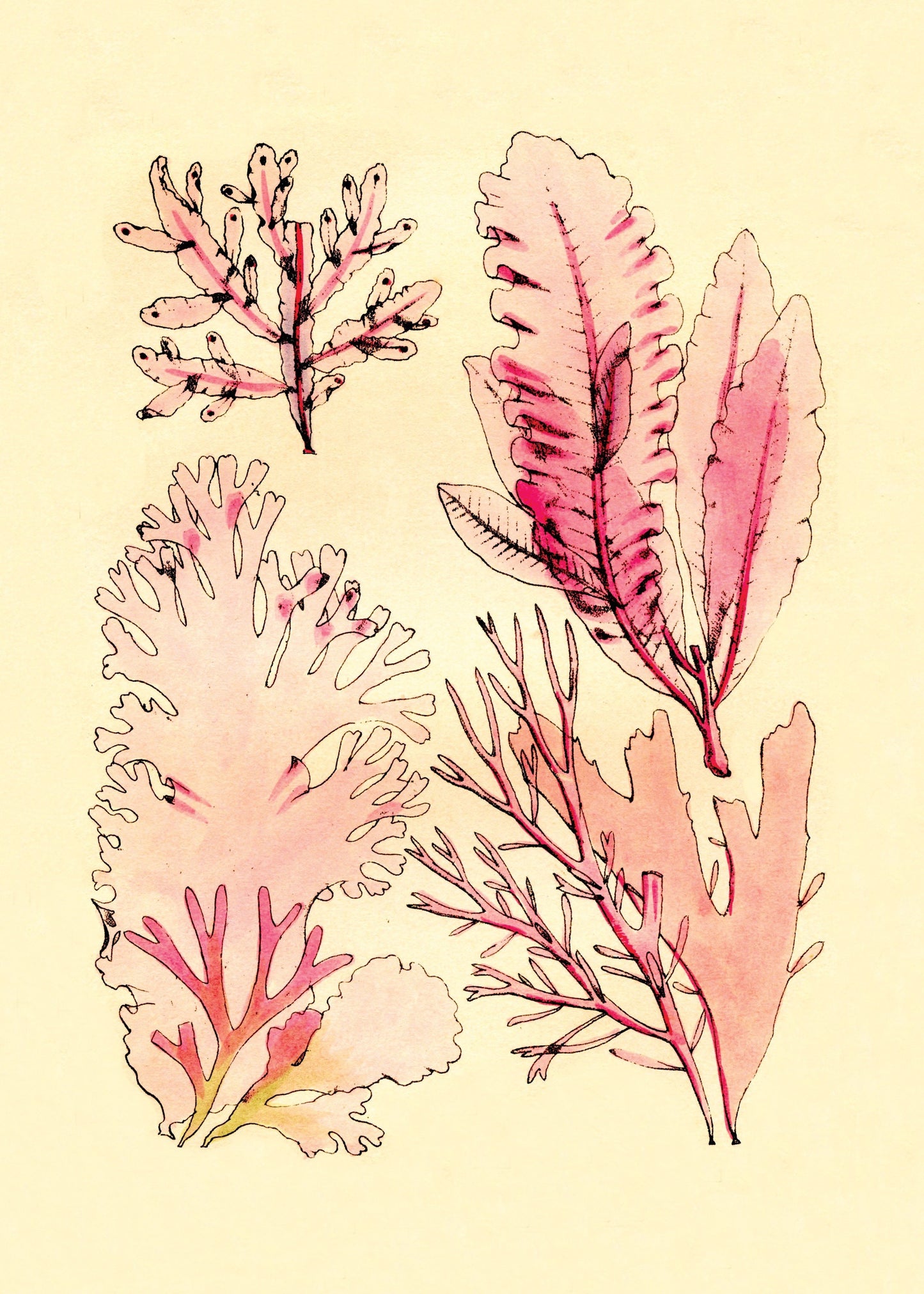 Seaweed Antique Reproduction – antique art print from Ninska Designs