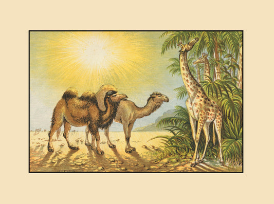 Camel, Dromedary, Giraffe Print
