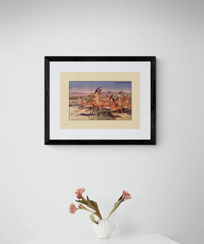 Dorcas Gazelles Print