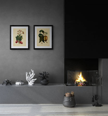 The Acajou or Cashew Nut Tree Print