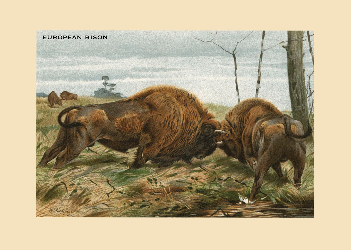 European Bison Print – antique art print from Ninska Designs