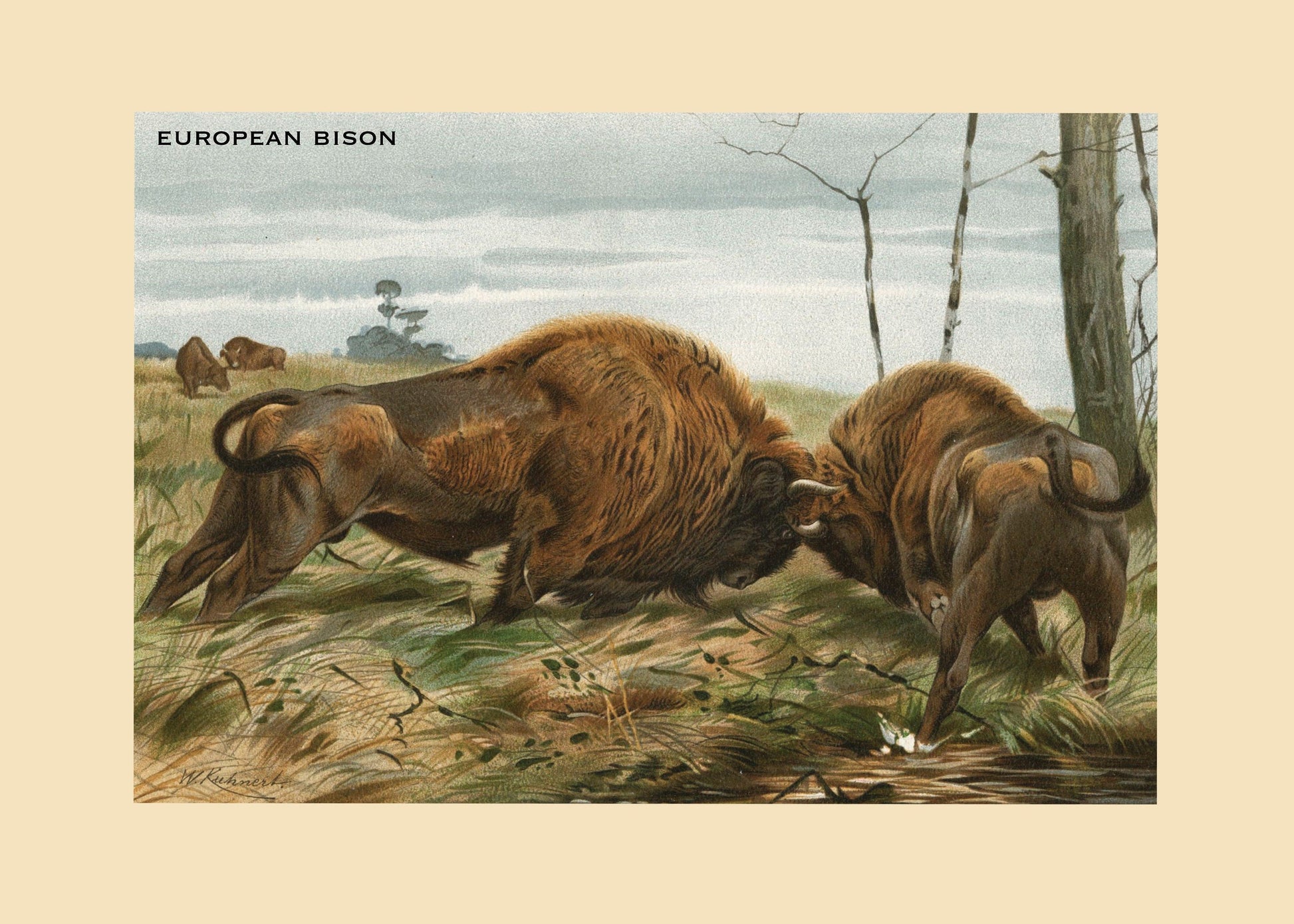 European Bison Print – antique art print from Ninska Designs