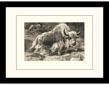 Domestic Yak Print