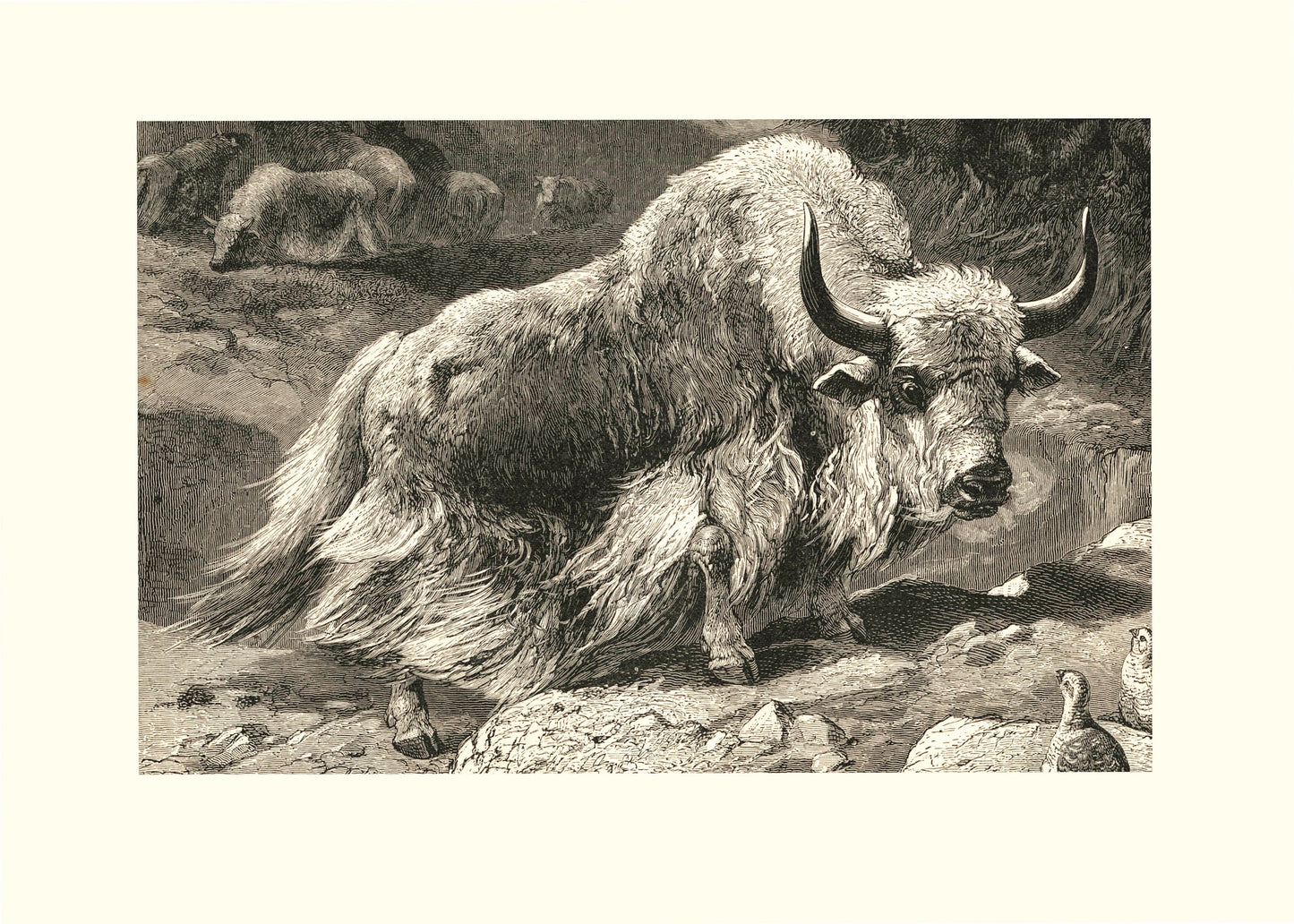 Domestic Yak Print – antique art print from Ninska Designs