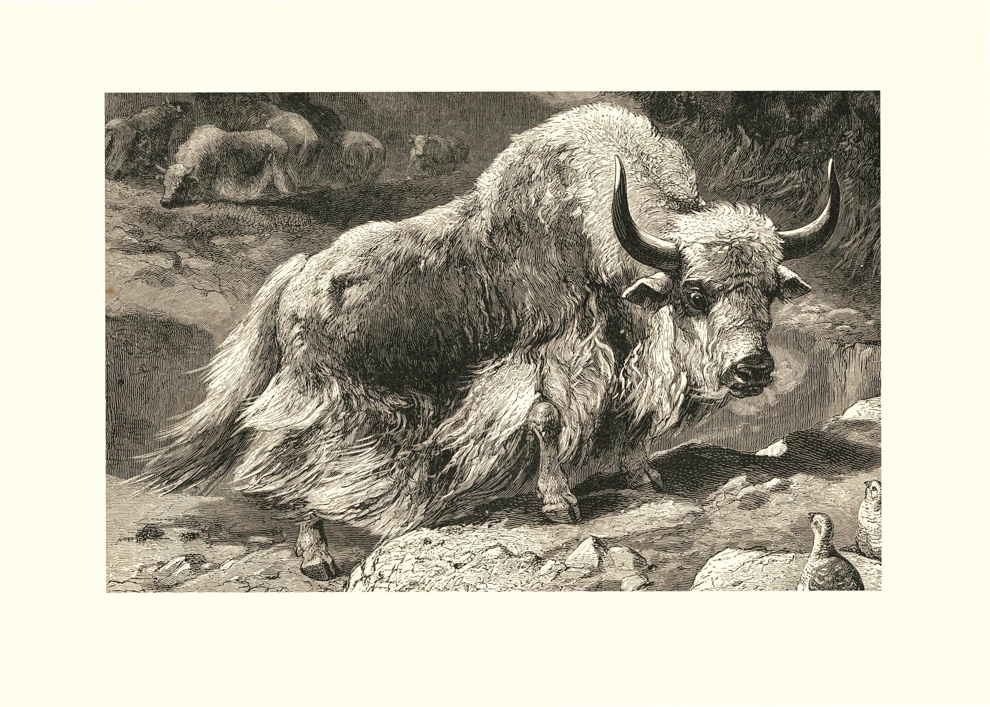 Domestic Yak Print – antique art print from Ninska Designs