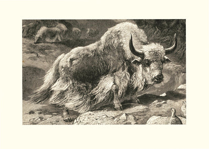 Domestic Yak Print – antique art print from Ninska Designs