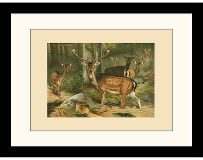 Fallow Deer Print