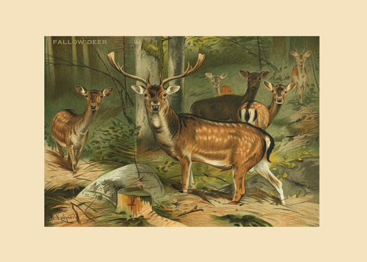 Fallow Deer Print – antique art print from Ninska Designs