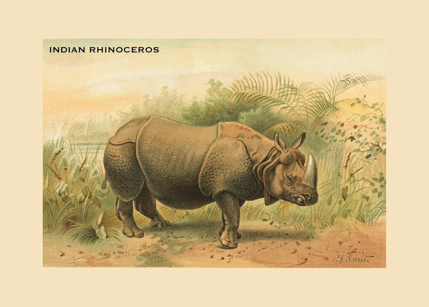 Indian Rhinoceros Print – antique art print from Ninska Designs