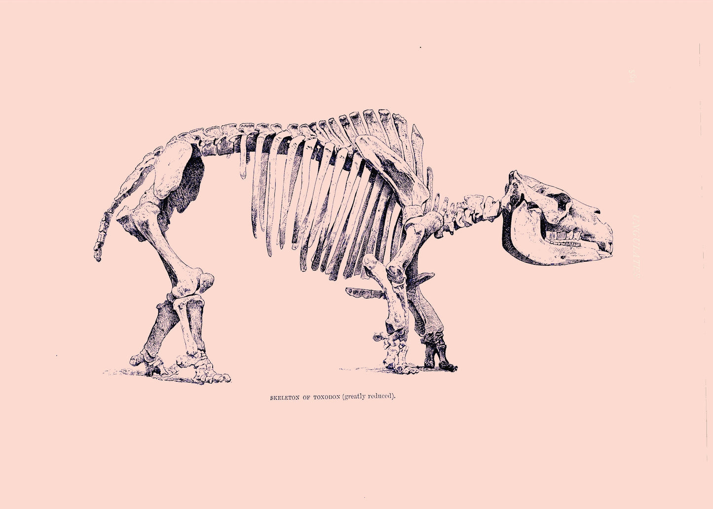 Toxodon Skeleton Print – antique art print from Ninska Designs