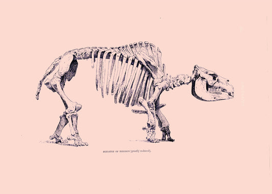 Toxodon Skeleton Print – antique art print from Ninska Designs