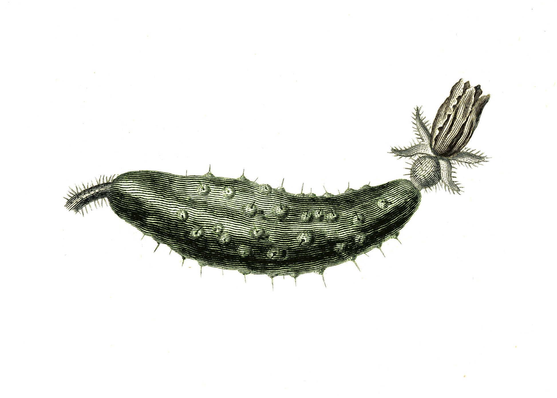 Gherkin Print – antique art print from Ninska Designs