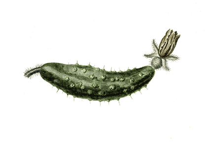 Gherkin Print – antique art print from Ninska Designs
