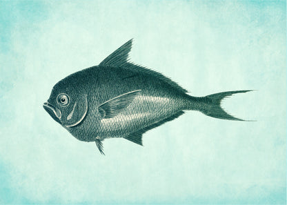 Toothed Gilthead Fish Print – antique art print from Ninska Designs