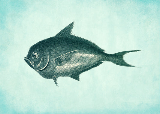 Toothed Gilthead Fish Print – antique art print from Ninska Designs