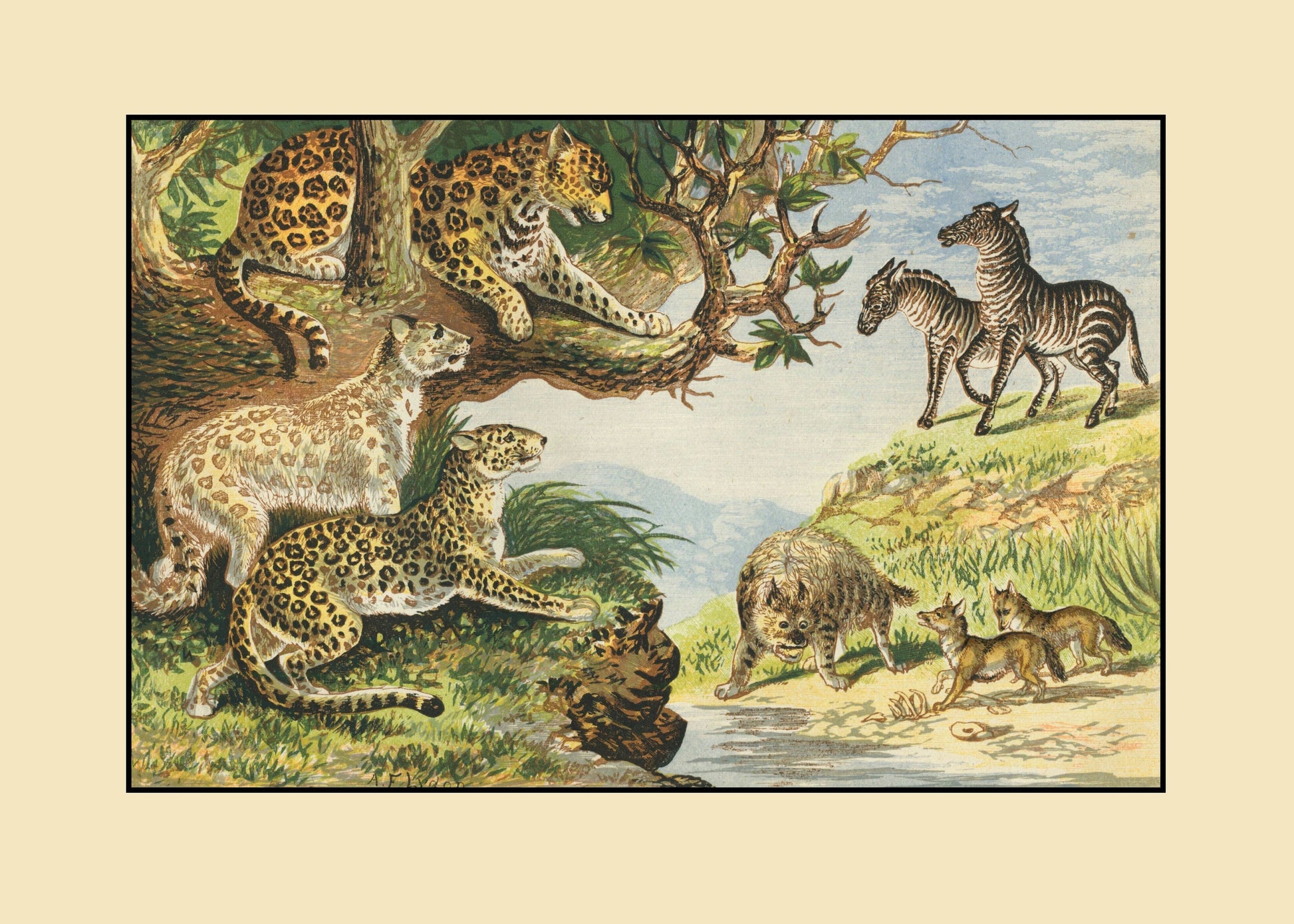 Ounce, Leopard, Panther, Hyaena, Jackal, Zebra Print – antique art print from Ninska Designs