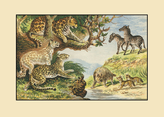 Ounce, Leopard, Panther, Hyaena, Jackal, Zebra Print – antique art print from Ninska Designs