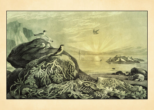 Seaweed – antique art print from Ninska Designs