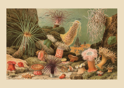 Sea Anemones Print – antique art print from Ninska Designs