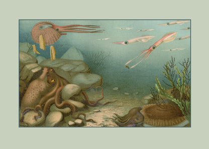 Cephaloda Print – antique art print from Ninska Designs