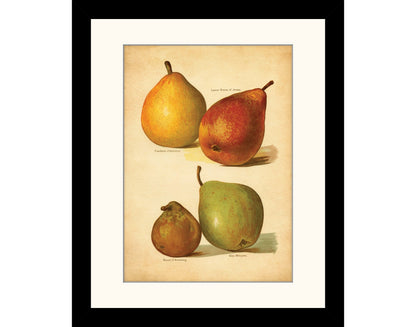 Pears Print