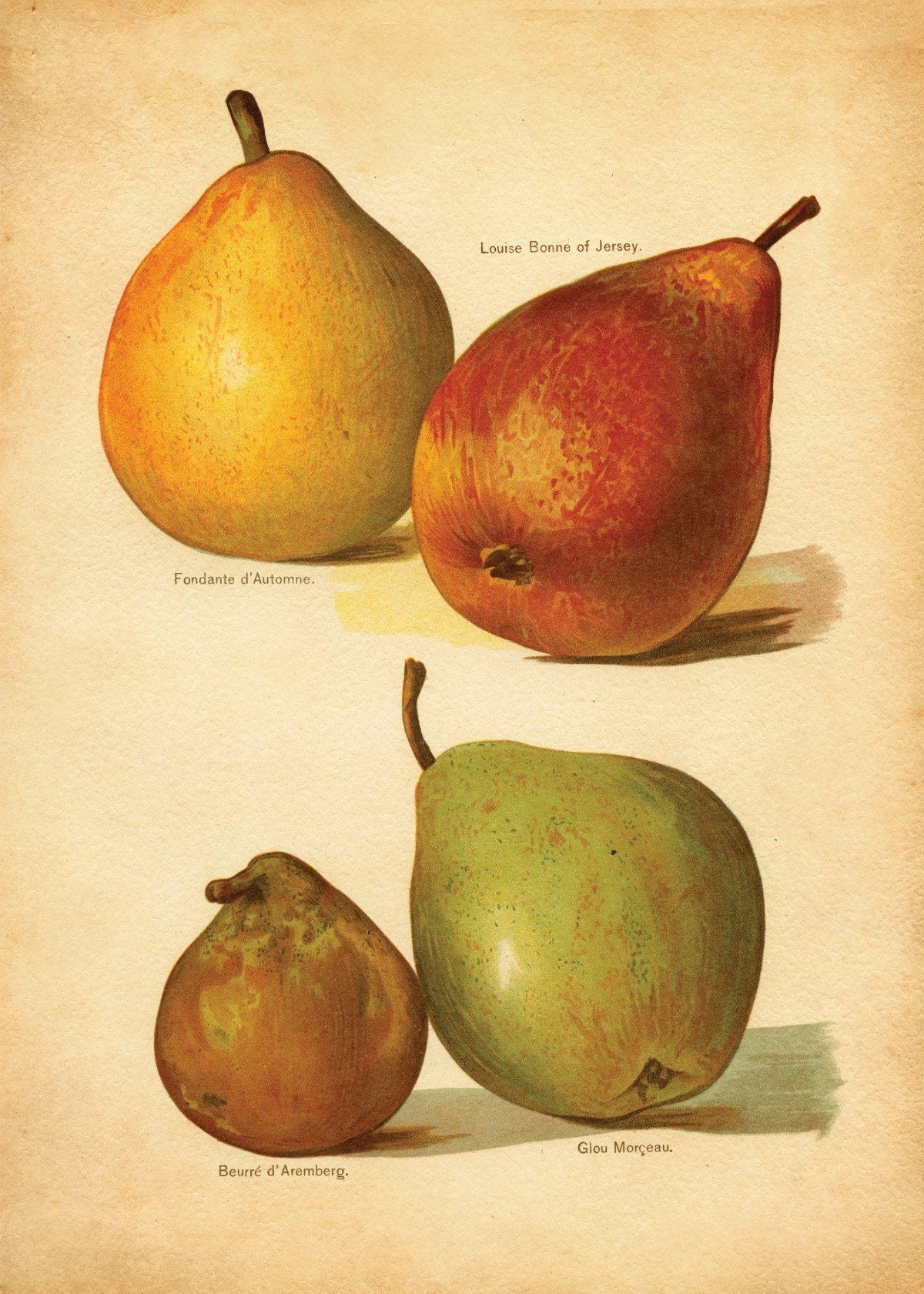 Pears Print ‚Äì antique art print from Ninska Designs